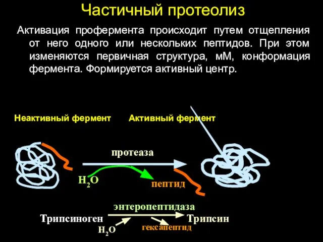 Частичный протеолиз Активация профермента происходит путем отщепления от него одного или