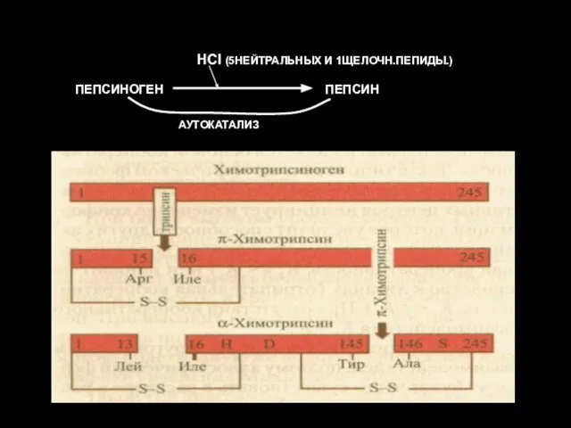 ПЕПСИНОГЕН ПЕПСИН HCl (5НЕЙТРАЛЬНЫХ И 1ЩЕЛОЧН.ПЕПИДЫ.) АУТОКАТАЛИЗ