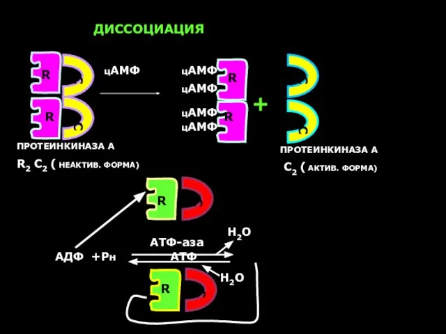 АДФ +Рн АТФ Н2О Н2О АТФ-аза С С С С R