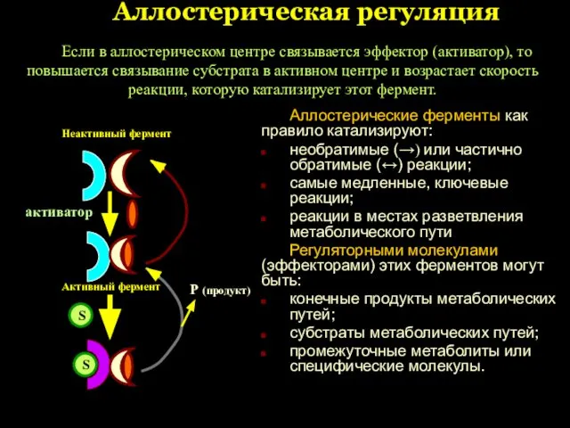 Аллостерическая регуляция Аллостерические ферменты как правило катализируют: необратимые (→) или частично