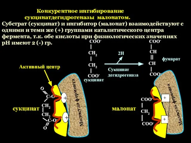 Конкурентное ингибирование сукцинатдегидрогеназы малонатом. Субстрат (сукцинат) и ингибитор (малонат) взаимодействуют с