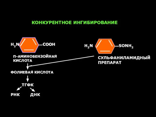 Н2N СООН Н2N СООН SОNН2 П-АМИНОБЕНЗОЙНАЯ КИСЛОТА ФОЛИЕВАЯ КИСЛОТА ТГФК РНК ДНК СУЛЬФАНИЛАМИДНЫЙ ПРЕПАРАТ КОНКУРЕНТНОЕ ИНГИБИРОВАНИЕ