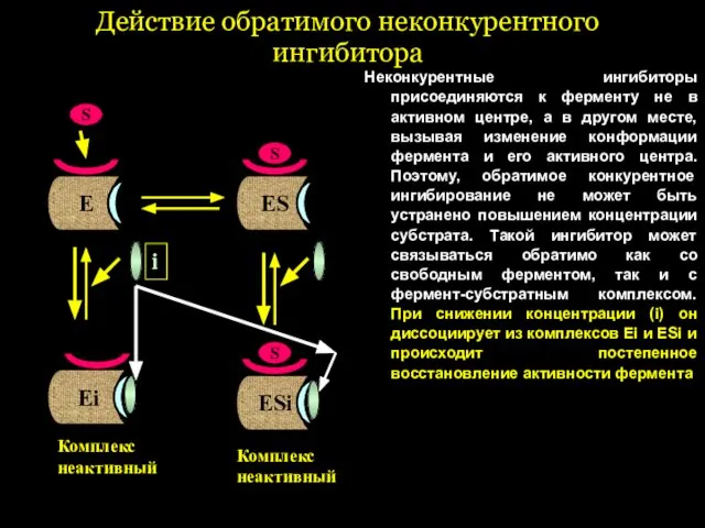 Действие обратимого неконкурентного ингибитора Неконкурентные ингибиторы присоединяются к ферменту не в