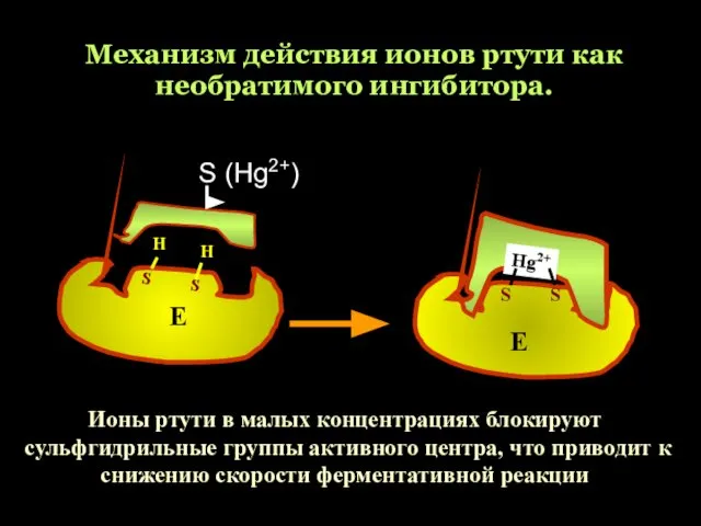 Механизм действия ионов ртути как необратимого ингибитора. S (Hg2+) Е Е