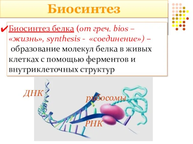 Биосинтез Биосинтез белка (от греч. bios – «жизнь», synthesis - «соединение»)