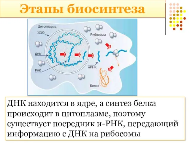 Этапы биосинтеза ДНК находится в ядре, а синтез белка происходит в