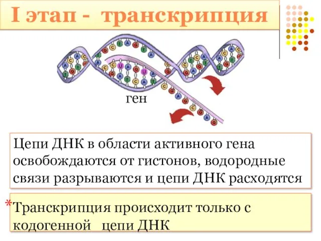 I этап - транскрипция Цепи ДНК в области активного гена освобождаются