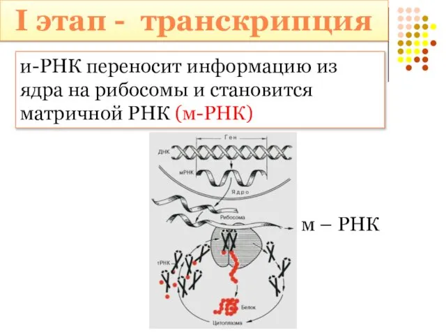 и-РНК переносит информацию из ядра на рибосомы и становится матричной РНК