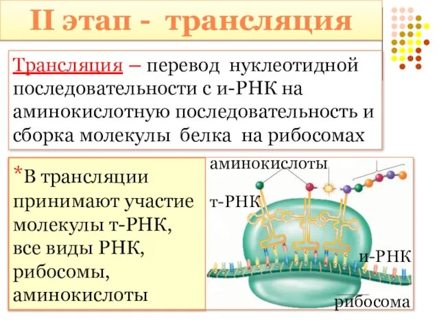 Трансляция – перевод нуклеотидной последовательности с и-РНК на аминокислотную последовательность и