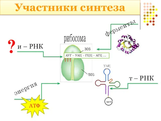 Участники синтеза рибосома АУГ – УАЦ – ГЦЦ – АГЦ ….