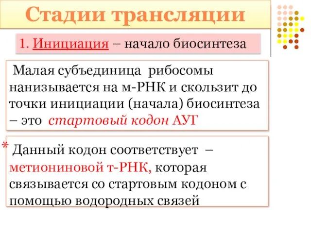 1. Инициация – начало биосинтеза Малая субъединица рибосомы нанизывается на м-РНК