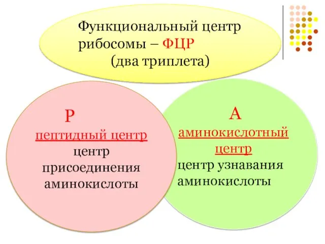 Функциональный центр рибосомы – ФЦР (два триплета) А аминокислотный центр центр