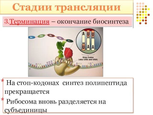 Стадии трансляции 3.Терминация – окончание биосинтеза На стоп-кодонах синтез полипептида прекращается Рибосома вновь разделяется на субъединицы