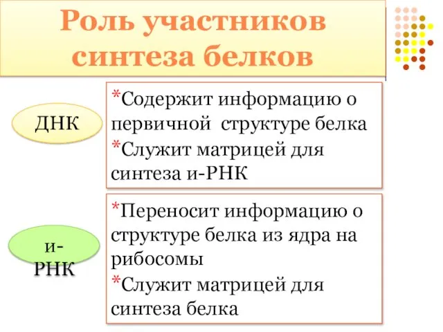 ДНК *Содержит информацию о первичной структуре белка *Служит матрицей для синтеза