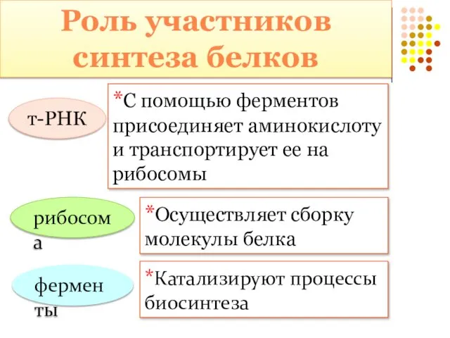 т-РНК *С помощью ферментов присоединяет аминокислоту и транспортирует ее на рибосомы