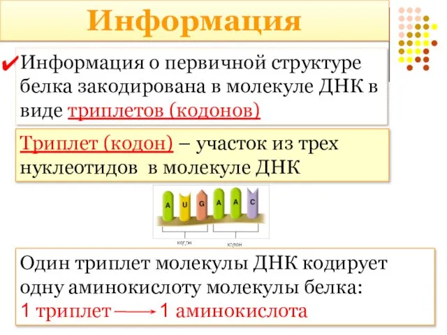 Информация Информация о первичной структуре белка закодирована в молекуле ДНК в