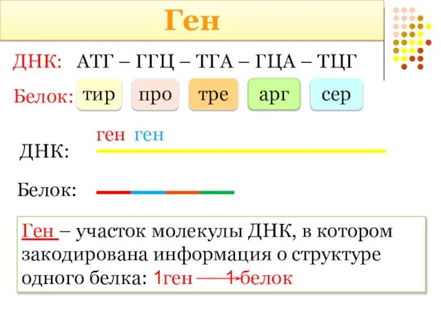 ДНК: АТГ – ГГЦ – ТГА – ГЦА – ТЦГ Белок: