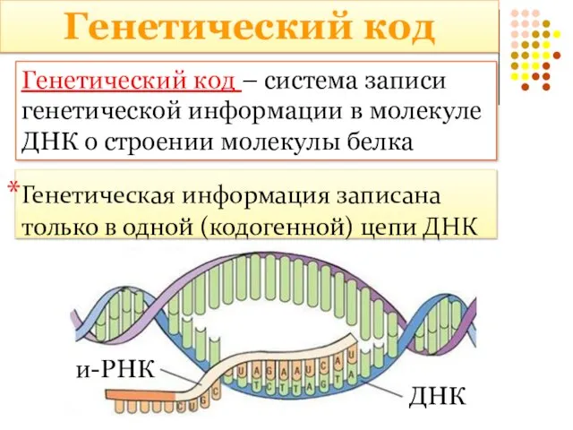 Генетический код – система записи генетической информации в молекуле ДНК о