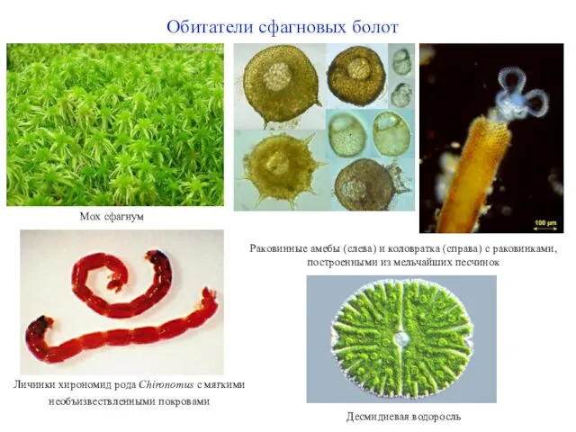 Мох сфагнум Раковинные амебы (слева) и коловратка (справа) с раковинками, построенными