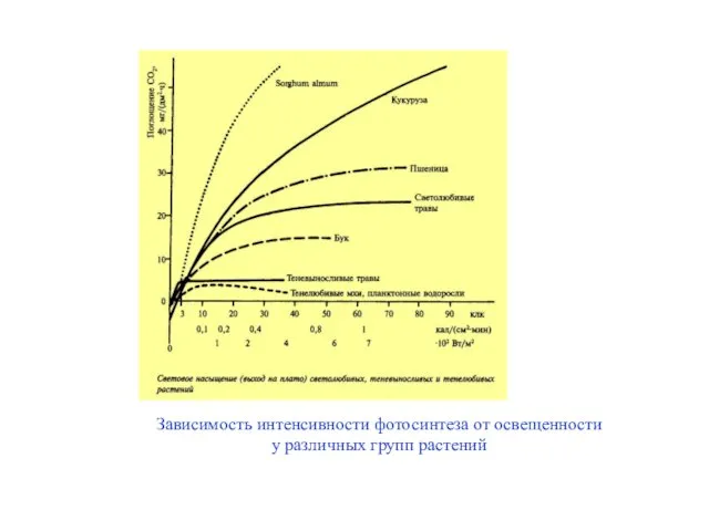 Зависимость интенсивности фотосинтеза от освещенности у различных групп растений