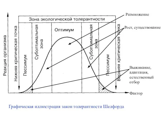 Размножение Рост, существование Выживание, адаптация, естественный отбор Графическая иллюстрация закон толерантности Шелфорда Фактор