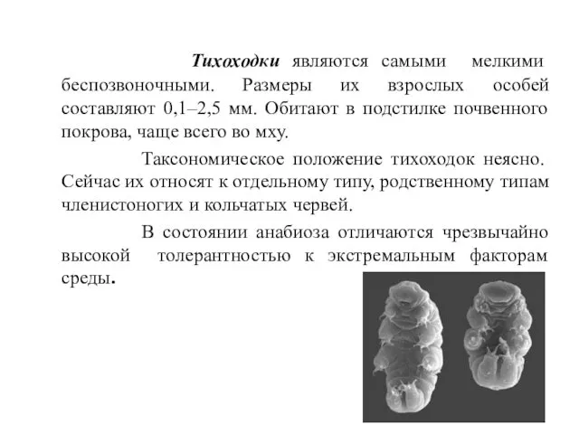 Тихоходки являются самыми мелкими беспозвоночными. Размеры их взрослых особей составляют 0,1–2,5