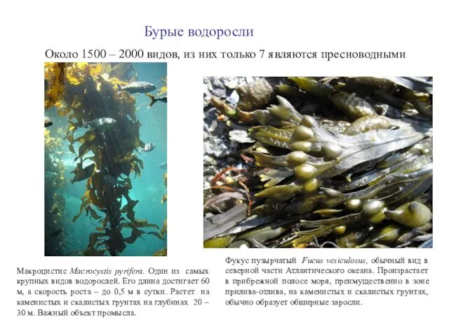 Макроцистис Macrocystis pyrifera. Один из самых крупных видов водорослей. Его длина