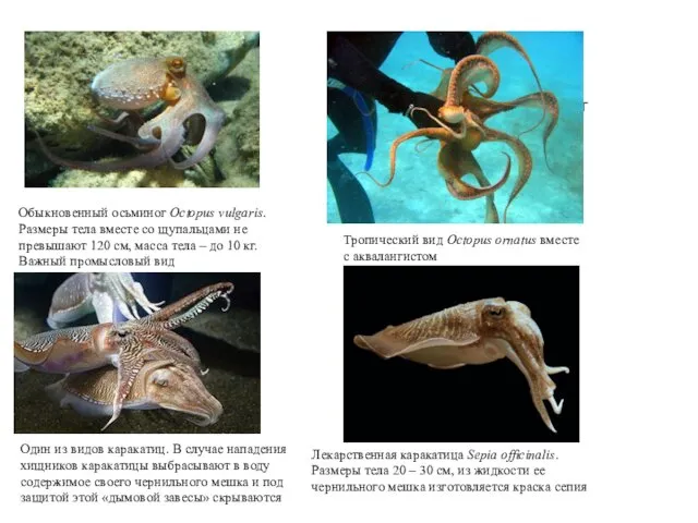 Осьминог Лекарственная каракатица Sepia officinalis. Размеры тела 20 – 30 см,