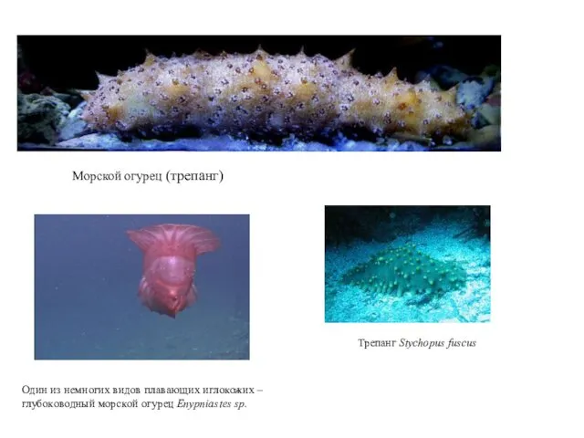 Трепанг Stychopus fuscus Морской огурец (трепанг) Один из немногих видов плавающих