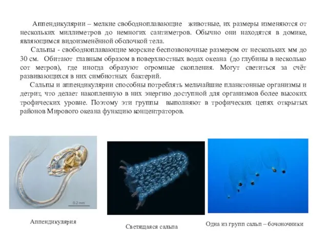 Аппендикулярии – мелкие свободноплавающие животные, их размеры изменяются от нескольких миллиметров