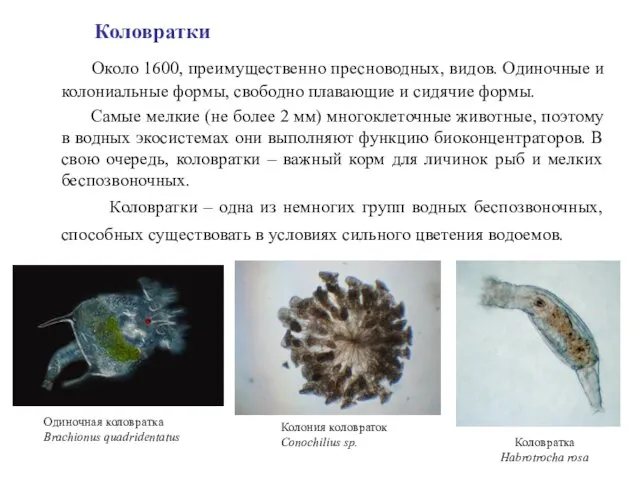 Коловратки Около 1600, преимущественно пресноводных, видов. Одиночные и колониальные формы, свободно