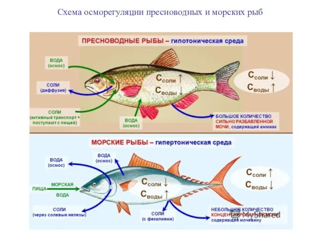 Схема осморегуляции пресноводных и морских рыб