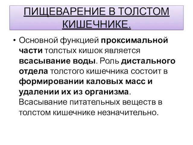 ПИЩЕВАРЕНИЕ В ТОЛСТОМ КИШЕЧНИКЕ. Основной функцией проксимальной части толстых кишок является