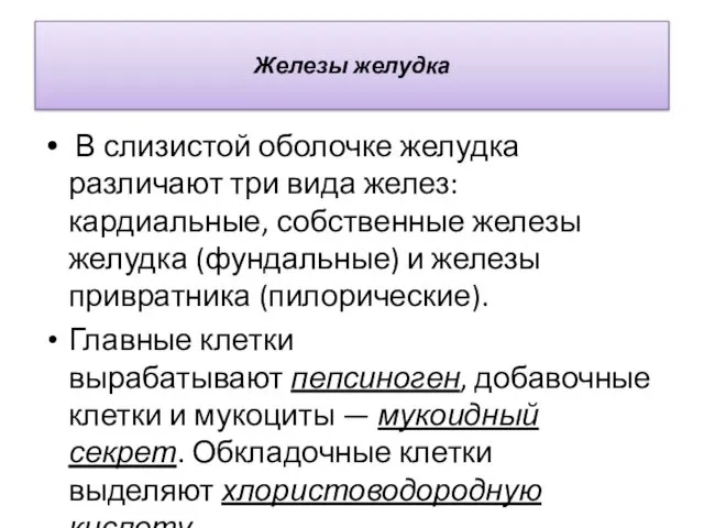 Железы желудка В слизистой оболочке желудка различают три вида желез: кардиальные,