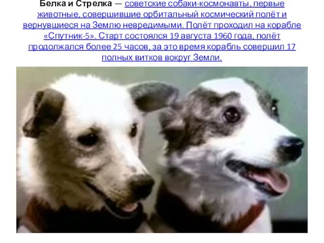 Бе́лка и Стре́лка — советские собаки-космонавты, первые животные, совершившие орбитальный космический