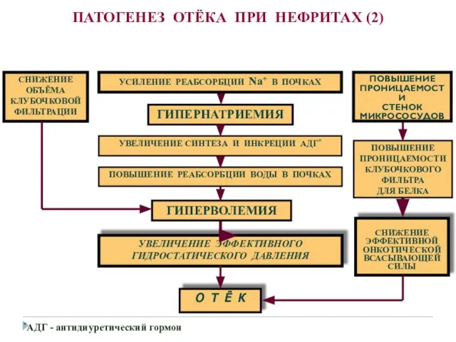 О Т Ё К *АДГ - антидиуретический гормон ПАТОГЕНЕЗ ОТЁКА ПРИ НЕФРИТАХ (2)