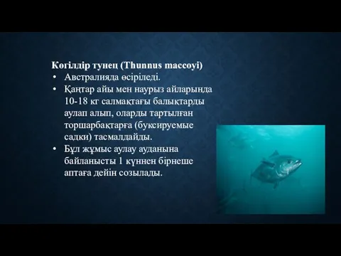 Көгілдір тунец (Thunnus maccoyi) Австралияда өсіріледі. Қаңтар айы мен наурыз айларында