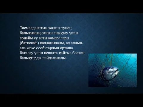 Тасмалданатын жалпы тунец балығының санын анықтау үшін арнайы су асты камералары