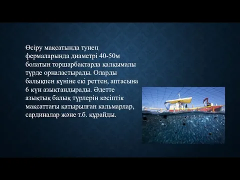 Өсіру мақсатында тунец фермаларында диаметрі 40-50м болатын торшарбақтарда қалқымалы түрде орналастырады.