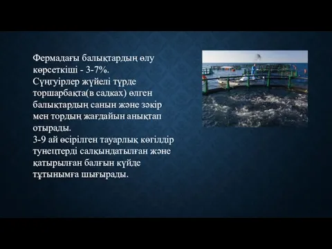 Фермадағы балықтардың өлу көрсеткіші - 3-7%. Сүңгуірлер жүйелі түрде торшарбақта(в садках)