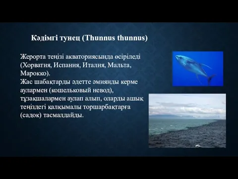 Кәдімгі тунец (Thunnus thunnus) Жерорта теңізі акваториясында өсіріледі (Хорватия, Испания, Италия,