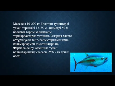 Массасы 10-200 кг болатын тунецтерді үлкен тереңдігі 15-25 м, диаметрі 50