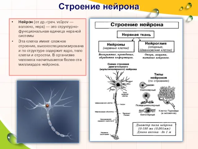 Строение нейрона Нейрон (от др.-греч. νεῦρον — волокно, нерв) — это