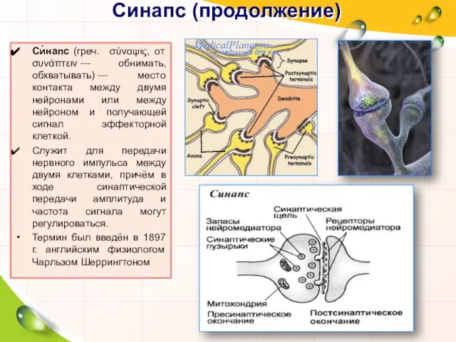 Синапс (продолжение) Си́напс (греч. σύναψις, от συνάπτειν — обнимать, обхватывать) —