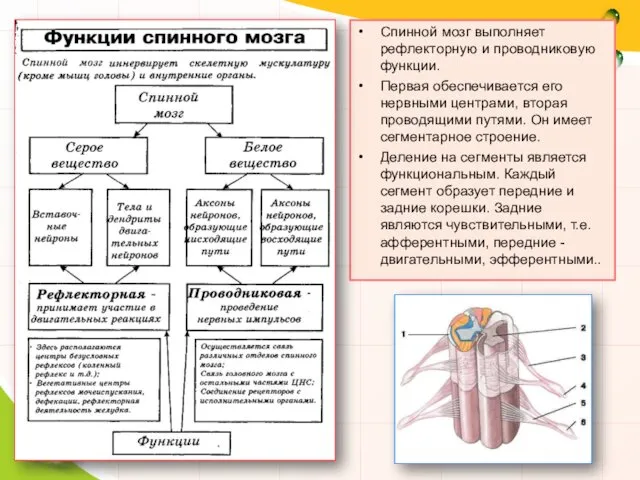 Спинной мозг выполняет рефлекторную и проводниковую функции. Первая обеспечивается его нервными