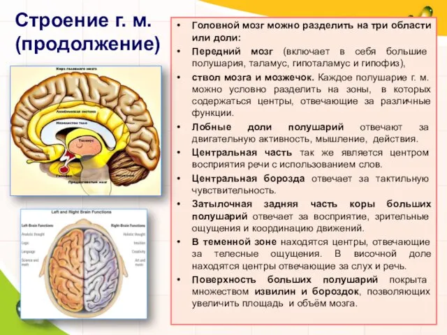 Строение г. м. (продолжение) Головной мозг можно разделить на три области