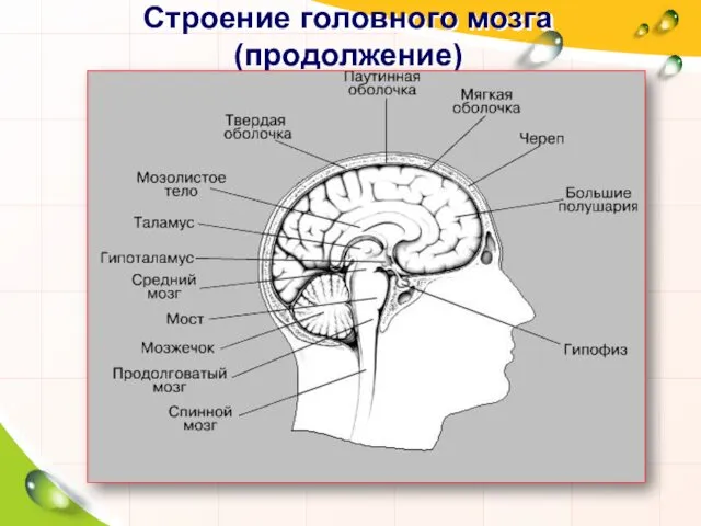Строение головного мозга (продолжение)