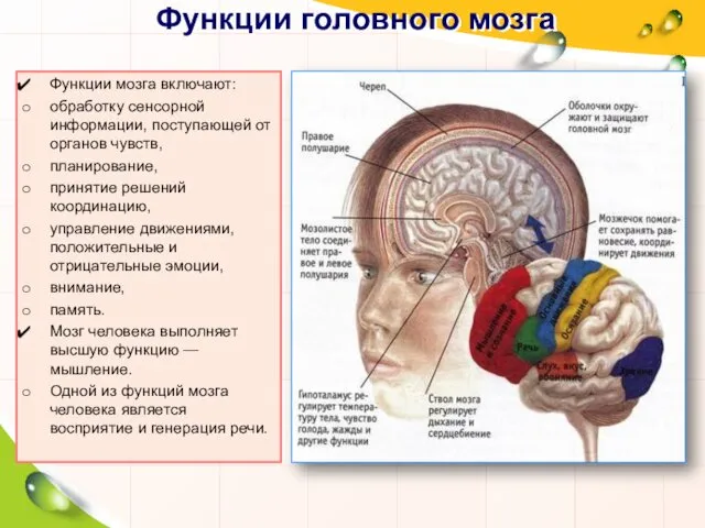Функции головного мозга Функции мозга включают: обработку сенсорной информации, поступающей от