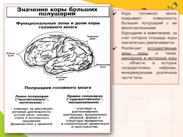 Кора головного мозга покрывает поверхность больших полушарий с ее многочисленными бороздами