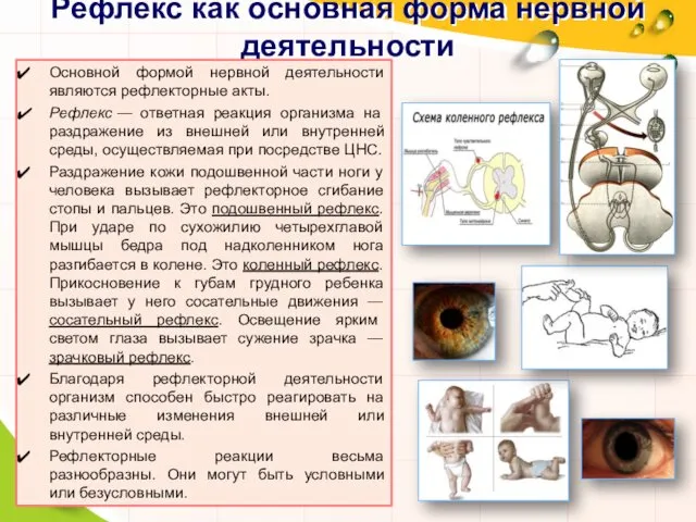 Рефлекс как основная форма нервной деятельности Основной формой нервной деятельности являются